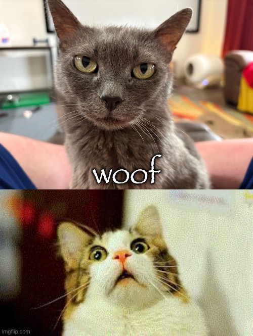 My Bug! | woof | image tagged in scaredy cat | made w/ Imgflip meme maker