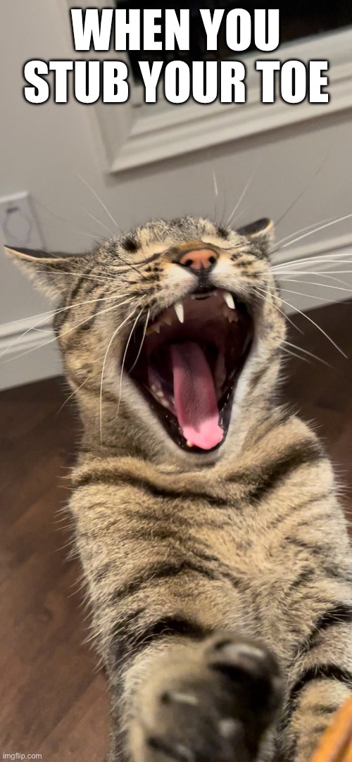 When You Stub Your Toe | WHEN YOU STUB YOUR TOE | image tagged in fun,memes,funny,funny cats,relatable | made w/ Imgflip meme maker