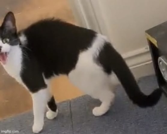 Pet cat hissing at my hand fan | image tagged in cat,photos,hissing,meow,poor floof lol | made w/ Imgflip meme maker