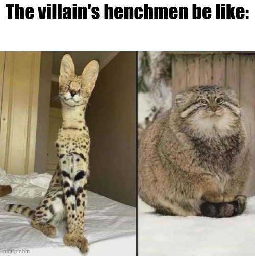[INSERT POWDER THAT MAKES YOU SAY REAL MEME HERE] | The villain's henchmen be like: | image tagged in real,funny,kromer,big shot,stop reading the tags kris | made w/ Imgflip meme maker