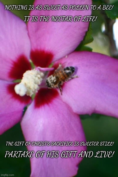 Sweet Nectar of Life | NOTHING IS AS SWEET AS POLLEN TO A BEE! IT IS THE NECTAR OF LIFE! THE GIFT OF CHRIST’S SACRIFICE IS SWEETER STILL! PARTAKE OF HIS GIFT AND LIVE! | image tagged in salvation | made w/ Imgflip meme maker