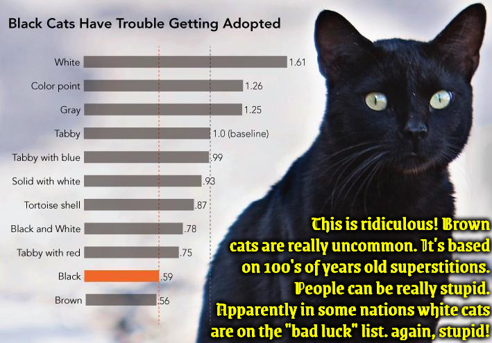 Some People Are So Stupid | This is ridiculous! Brown cats are really uncommon. It's based on 100's of years old superstitions. People can be really stupid. Apparently in some nations white cats are on the "bad luck" list. again, stupid! | image tagged in cats,sad,stupid people,superstition,duhhh dumbass,black cat | made w/ Imgflip meme maker
