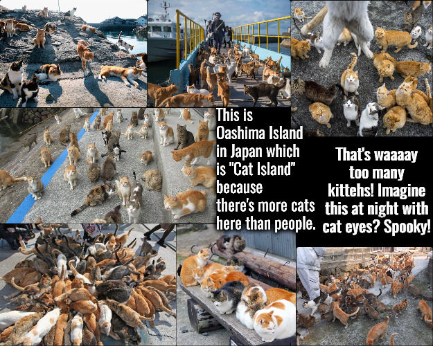 Cat Island | This is Oashima Island in Japan which is "Cat Island" because there's more cats here than people. That's waaaay too many kittehs! Imagine this at night with cat eyes? Spooky! | image tagged in cats,funny,island,japan,too much,spooky | made w/ Imgflip meme maker