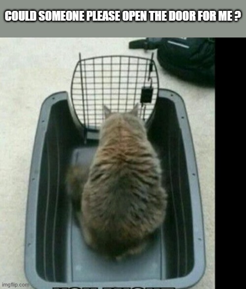 me stupid cat thinks it needs someone to open the door.  - funny - | COULD SOMEONE PLEASE OPEN THE DOOR FOR ME ? | image tagged in cats,funny,kitten,cage,stupid cat,humor | made w/ Imgflip meme maker