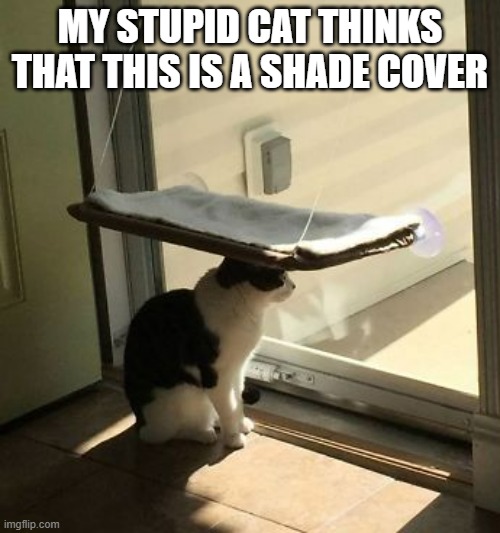 My stupid cat thinks the window bed is for shade.  - funny - | MY STUPID CAT THINKS THAT THIS IS A SHADE COVER | image tagged in cats,funny,kitten,stupid cat,humor,bed | made w/ Imgflip meme maker