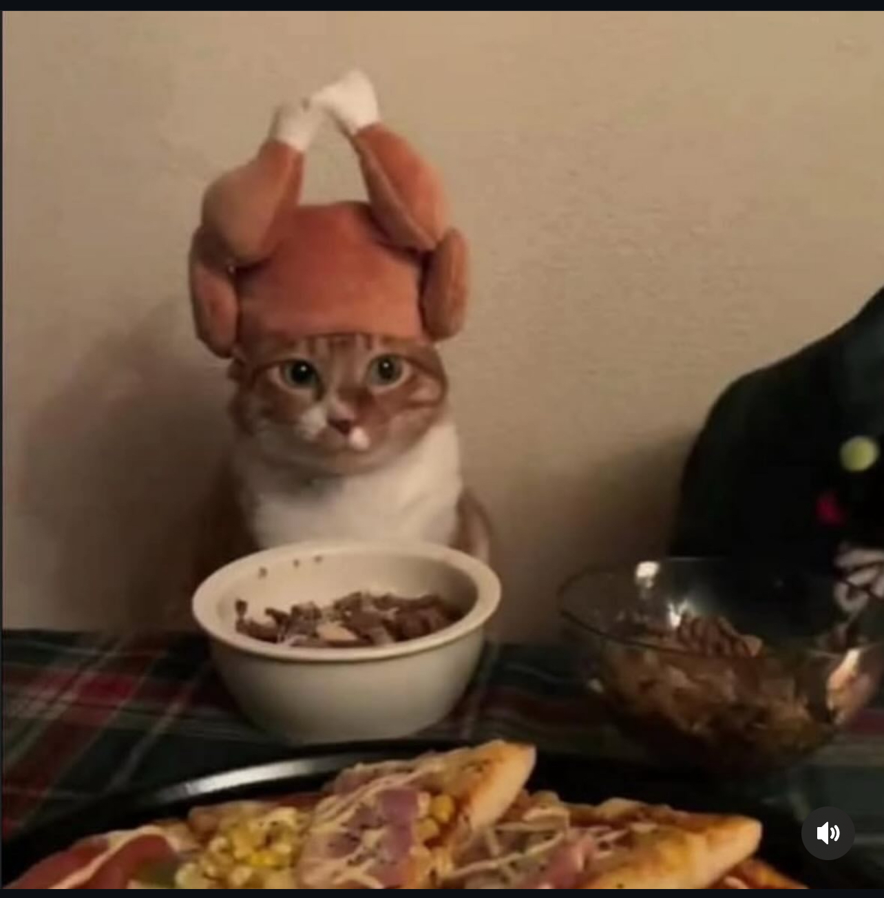 Cat wearing turkey hat Blank Meme Template