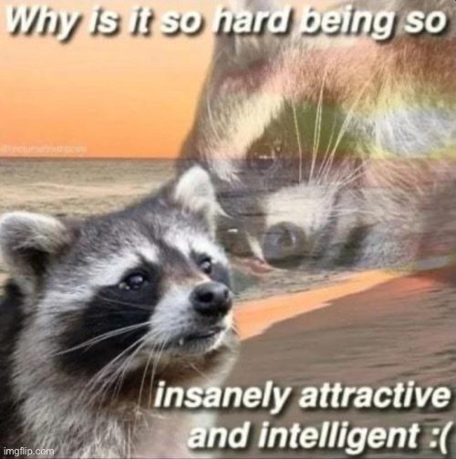 raccoons my beloved :heart: | made w/ Imgflip meme maker