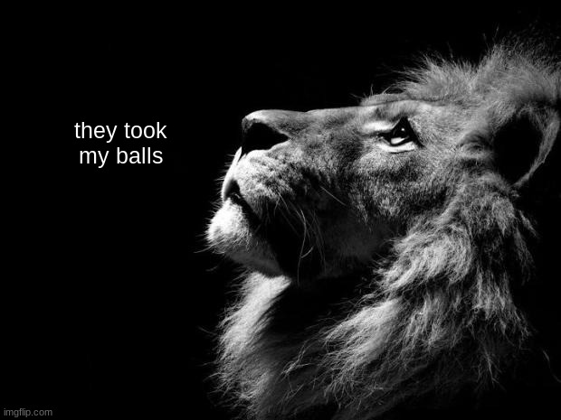 sad lion | they took my balls | image tagged in sad lion | made w/ Imgflip meme maker