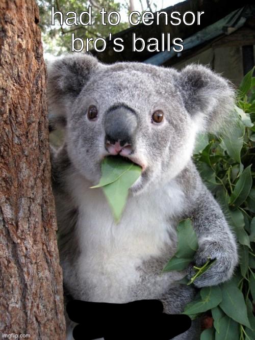 damn bruh it's a naked koala lmao | had to censor bro's balls | image tagged in memes,surprised koala | made w/ Imgflip meme maker