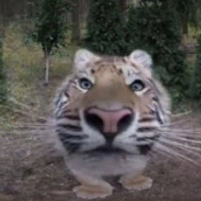 tiger fisheye Blank Meme Template