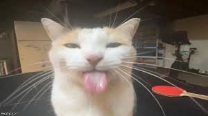image tagged in silly cat | made w/ Imgflip meme maker