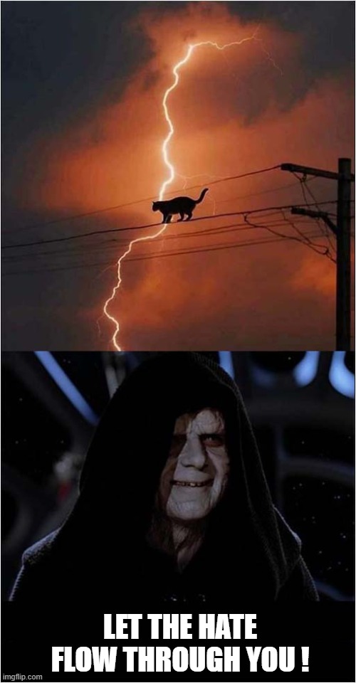 Heading For The Darkside ! | LET THE HATE FLOW THROUGH YOU ! | image tagged in cats,may the 4th,hate | made w/ Imgflip meme maker
