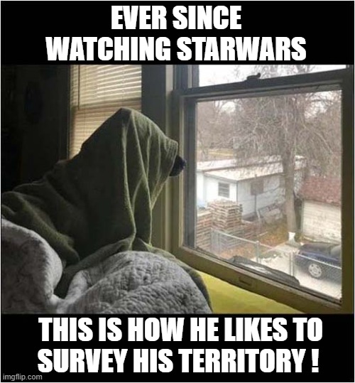 He's A Fan Of The Dark Side ! | EVER SINCE WATCHING STARWARS; THIS IS HOW HE LIKES TO
SURVEY HIS TERRITORY ! | image tagged in dogs,may the 4th,darkside | made w/ Imgflip meme maker