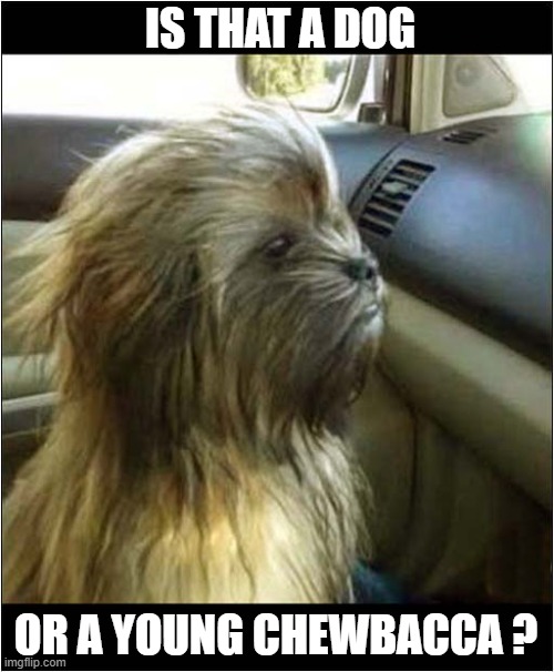 What Is It ? | IS THAT A DOG; OR A YOUNG CHEWBACCA ? | image tagged in dogs,may the 4th,chewbacca | made w/ Imgflip meme maker