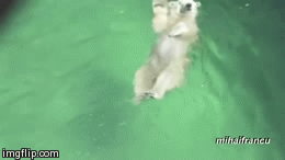 bear | image tagged in gifs | made w/ Imgflip video-to-gif maker