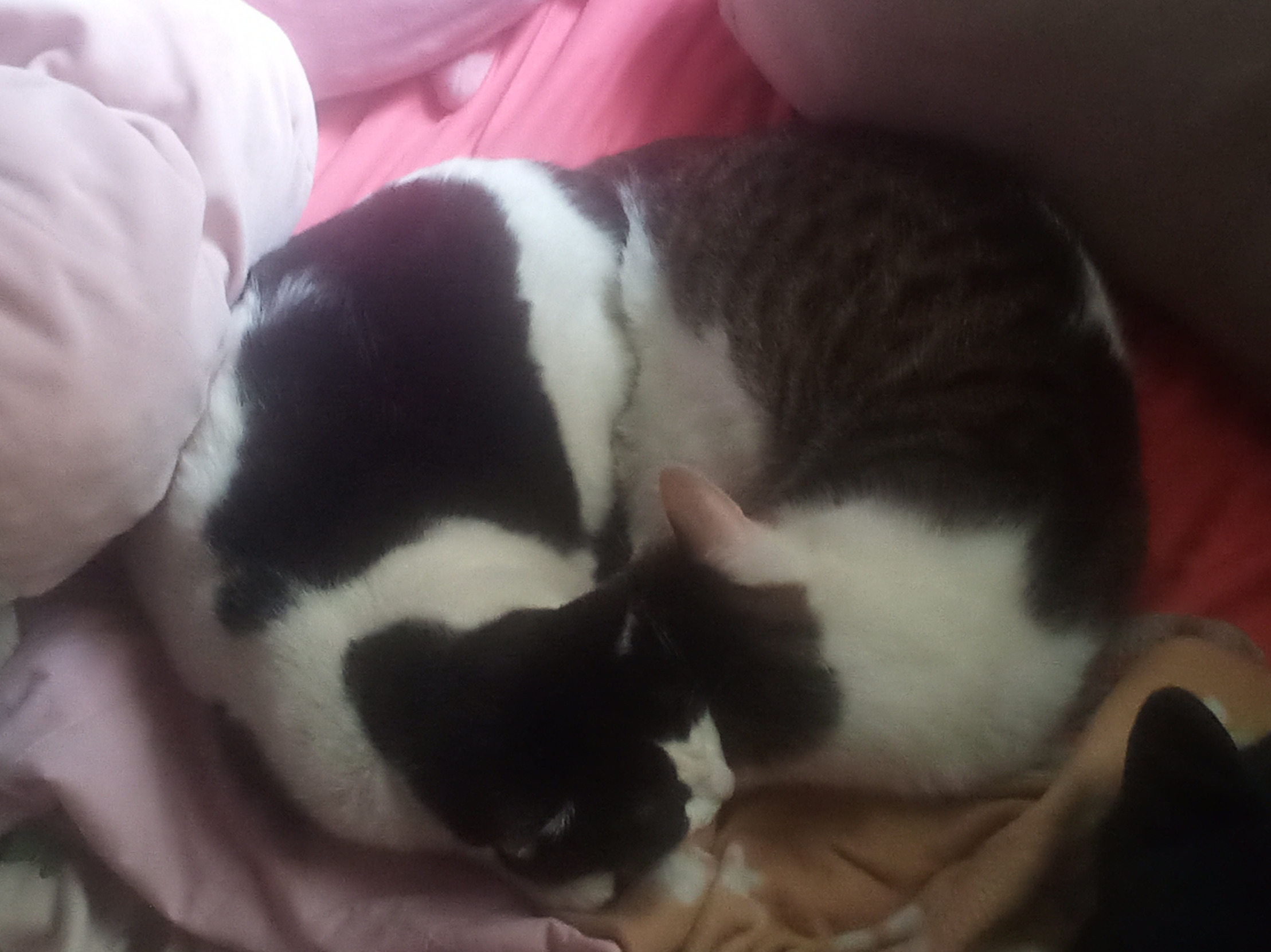 Two cats together Blank Meme Template