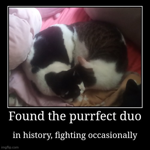 Meow. | Found the purrfect duo | in history, fighting occasionally | image tagged in funny,demotivationals | made w/ Imgflip demotivational maker