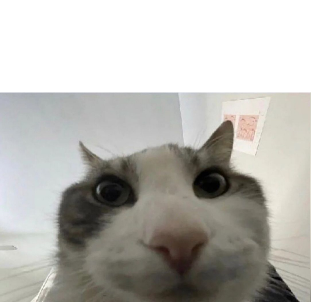 Cat POV Blank Meme Template
