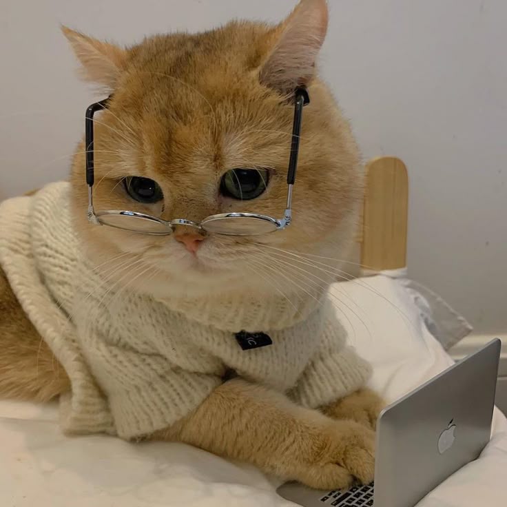 clever cat Blank Meme Template