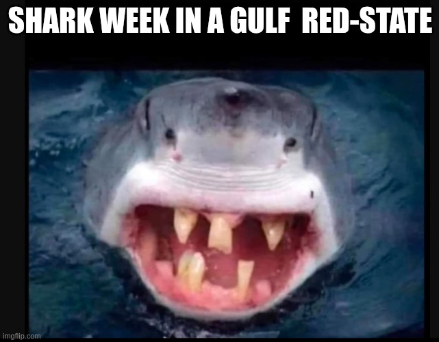 shark | SHARK WEEK IN A GULF  RED-STATE | image tagged in hillbilly,white trash | made w/ Imgflip meme maker