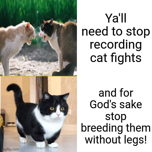 Cat Videos | Ya'll need to stop recording cat fights; and for God's sake
stop breeding them without legs! | image tagged in memes,drake hotline bling,cats,cat videos,kittens,kitty cat | made w/ Imgflip meme maker