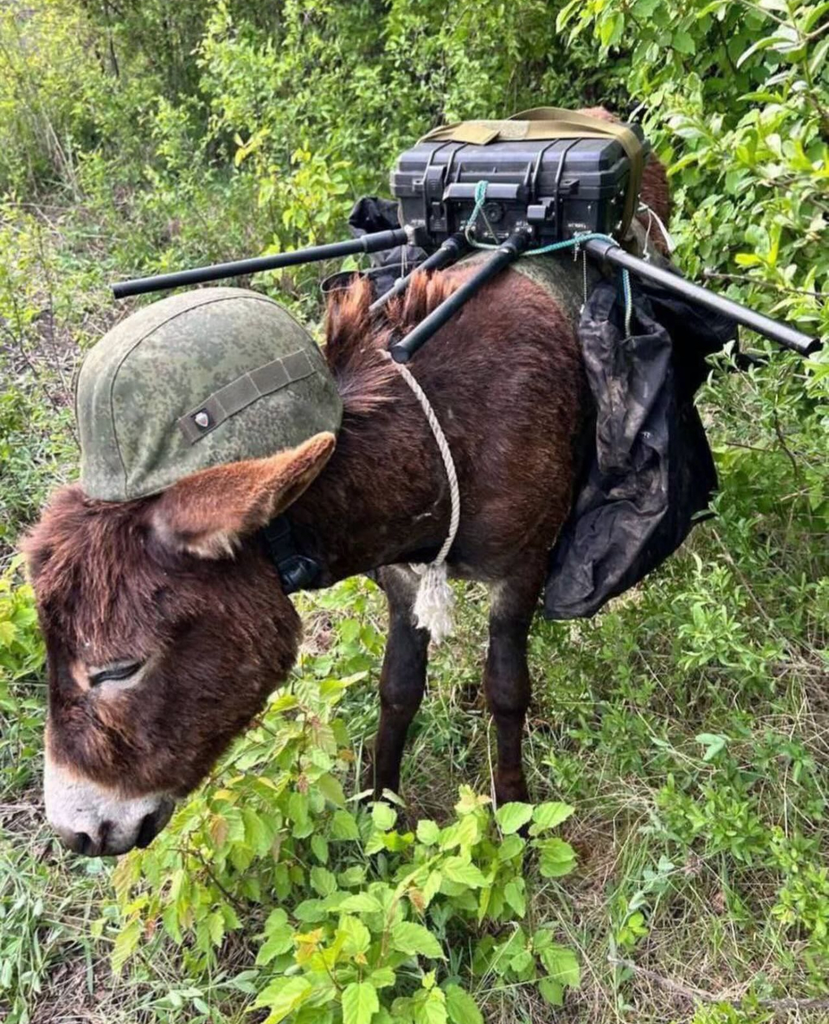 War Donkey Blank Meme Template