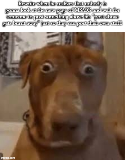 Shocked Dog | Rewrite when he realizes that nobody is gonna look at the new page of MSMG and wait for someone to post something above his "post above gets burnt away" just so they can post their own stuff: | image tagged in shocked dog,memes,msmg,slander | made w/ Imgflip meme maker
