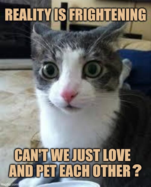 Love and Pets | REALITY IS FRIGHTENING; CAN'T WE JUST LOVE AND PET EACH OTHER; ? | image tagged in kitty,cat,reality,sudden realization,love,pets | made w/ Imgflip meme maker