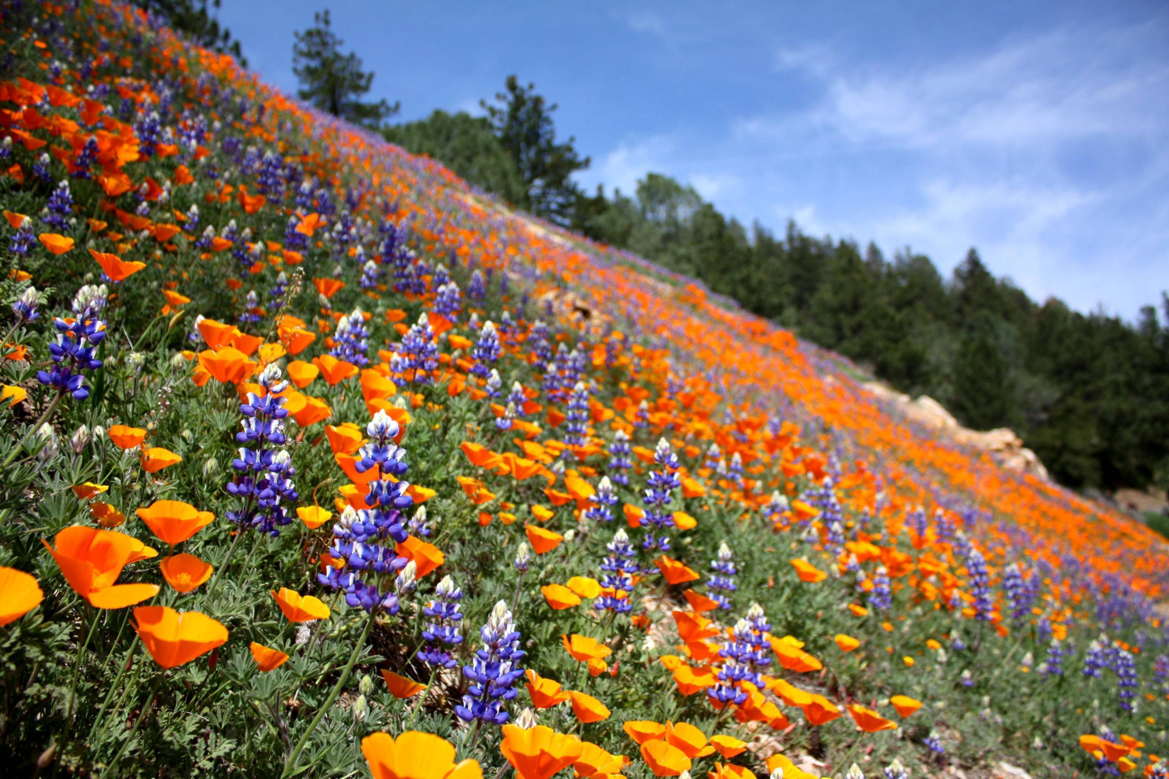 Field of wildflowers flowers JPP Blank Meme Template