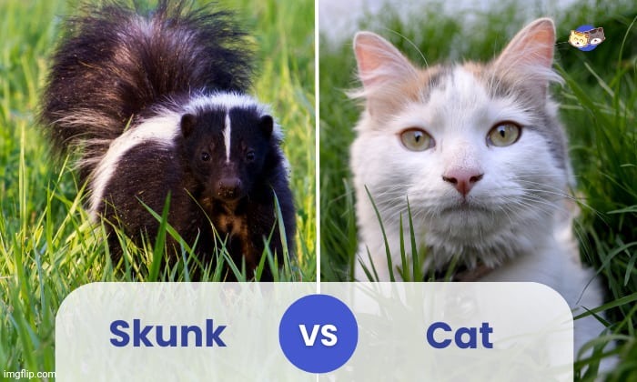 Your Pussy Stinks | made w/ Imgflip meme maker