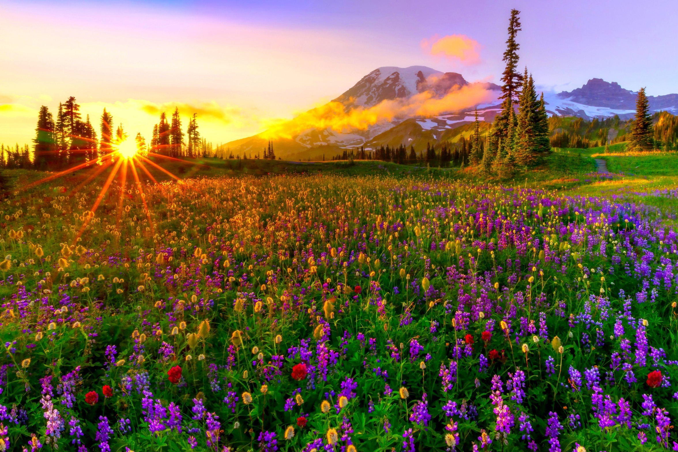 Field of wildflowers flowers JPP Blank Meme Template