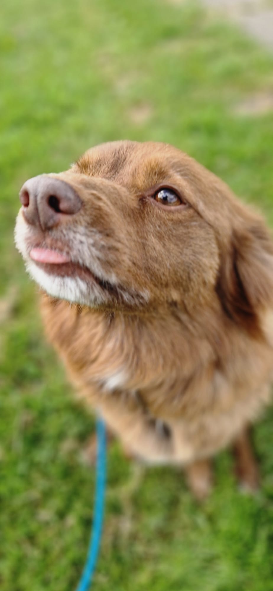Dog mlem Blank Meme Template