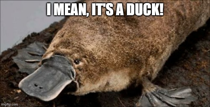 Duck Billed | I MEAN, IT'S A DUCK! | image tagged in ducks | made w/ Imgflip meme maker
