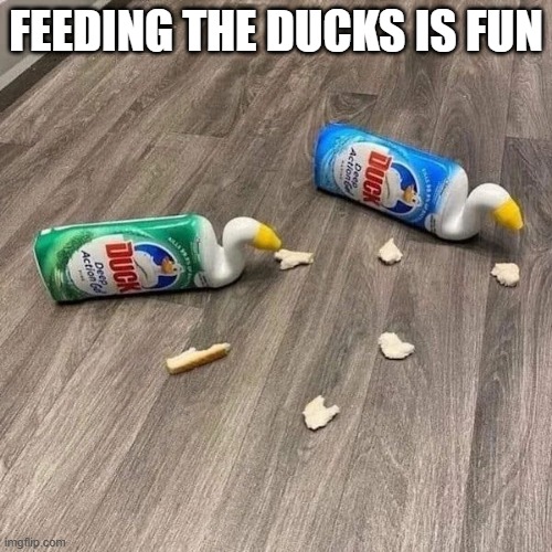 Feeding Ducks | FEEDING THE DUCKS IS FUN | image tagged in ducks | made w/ Imgflip meme maker