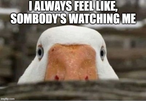 Watching | I ALWAYS FEEL LIKE, SOMBODY'S WATCHING ME | image tagged in ducks | made w/ Imgflip meme maker