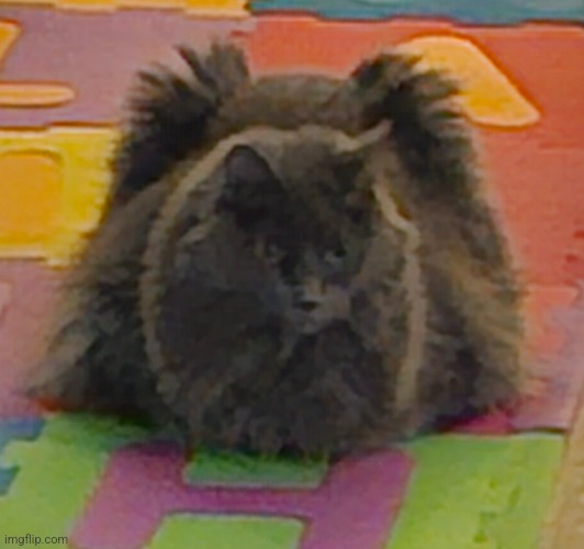 A very fluffy specimen. (Got hungry, ate a couple pixels.) | made w/ Imgflip meme maker