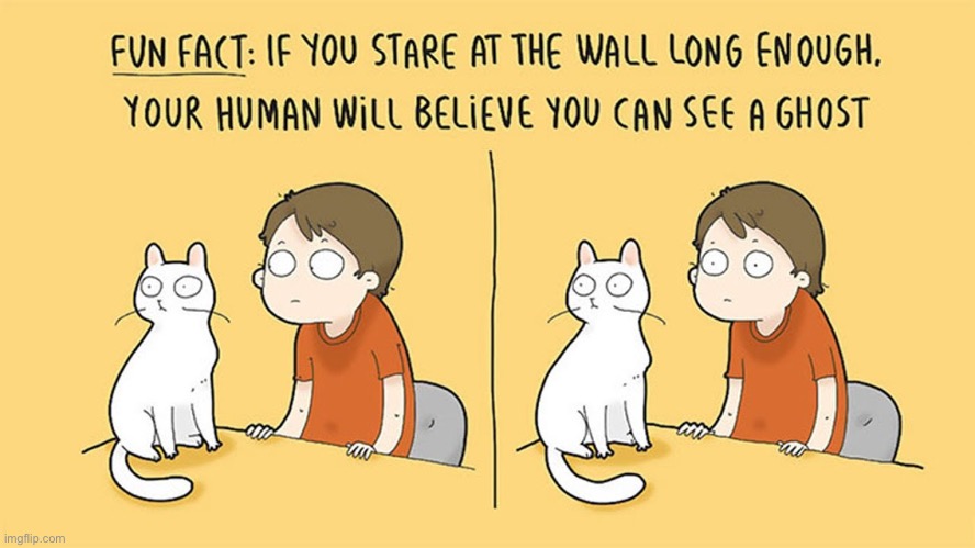 image tagged in cats,ghosts,staring at the wall | made w/ Imgflip meme maker