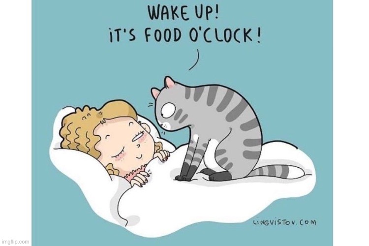 image tagged in cats,feeding time,wake up | made w/ Imgflip meme maker