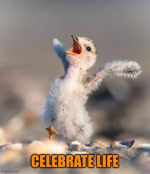 Celebrate life | CELEBRATE LIFE | image tagged in celebrate,life | made w/ Imgflip meme maker