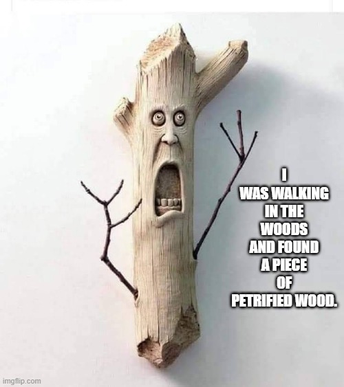 I was walking through the woods and found a piece of petrified wood.  - funny - | I WAS WALKING IN THE WOODS AND FOUND A PIECE OF PETRIFIED WOOD. | image tagged in funny,fun,wood,play on words,humor | made w/ Imgflip meme maker