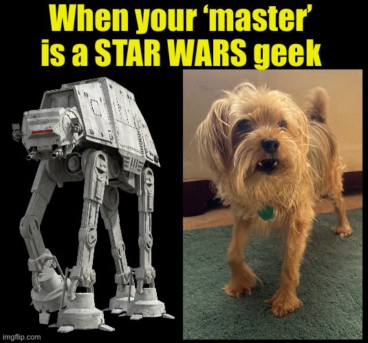 When your ‘master’ is a STAR WARS geek | image tagged in funny,star wars,dogs,pets | made w/ Imgflip meme maker