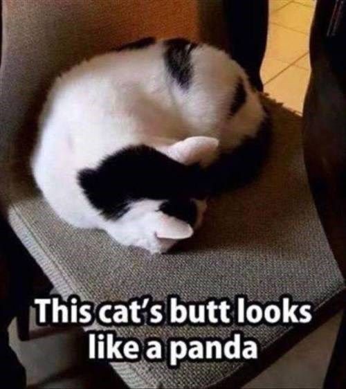 Panda Butt | image tagged in cats,funny cat memes,panda,butt,fur markings,cute | made w/ Imgflip meme maker