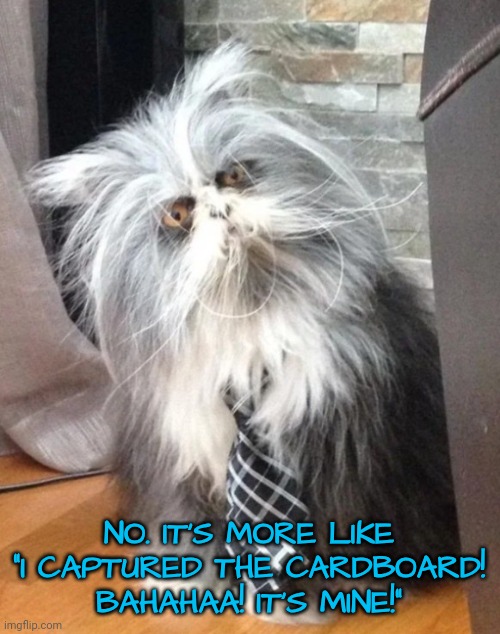 What the? | NO. IT'S MORE LIKE "I CAPTURED THE CARDBOARD! BAHAHAA! IT'S MINE!" | image tagged in what the | made w/ Imgflip meme maker