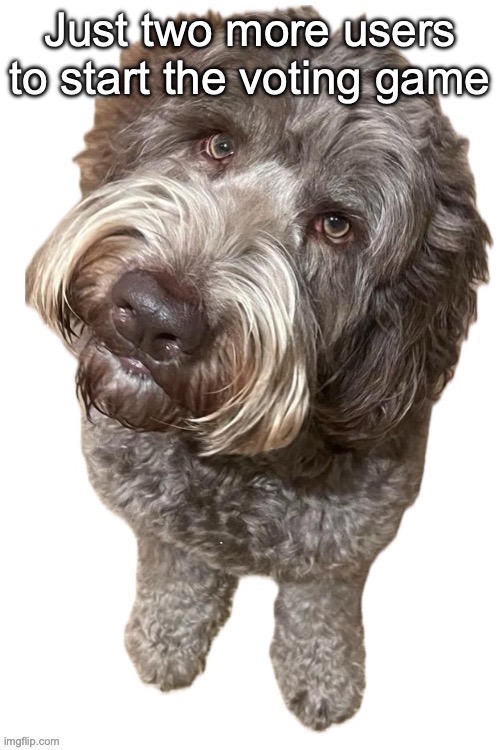Norther's dog | Just two more users to start the voting game | image tagged in norther's dog | made w/ Imgflip meme maker