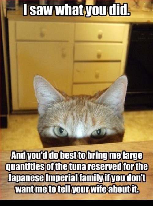 Blackmailing | image tagged in blackmail,bribery,manipulation,cats,food,funny cat memes | made w/ Imgflip meme maker