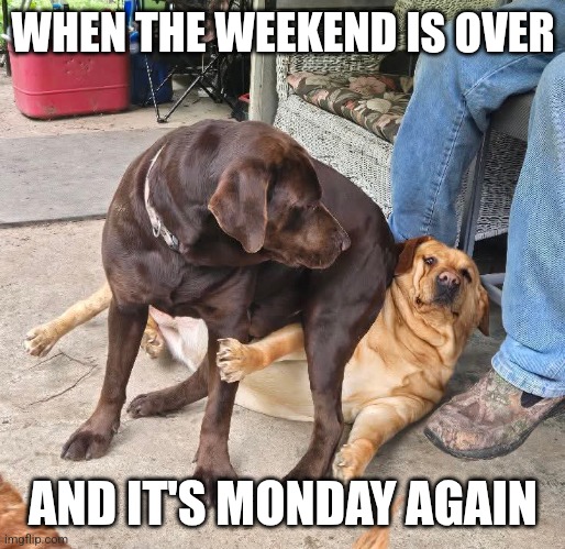 When the weekend is over and it's Monday again | WHEN THE WEEKEND IS OVER; AND IT'S MONDAY AGAIN | image tagged in dogs,funny,memes,monday,funny animals | made w/ Imgflip meme maker