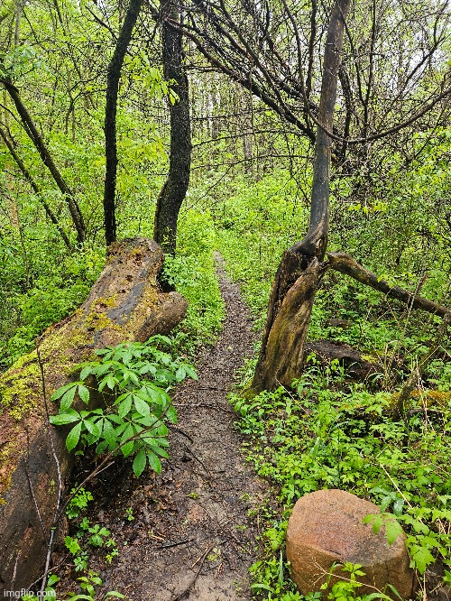 THIS BEAUTIFUL TRAIL IN THE FOREST | image tagged in forest,trail,woods,nature | made w/ Imgflip meme maker