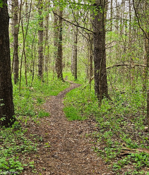AMAZING TRAIL IN THE PINE FOREST | image tagged in forest,trees,woods,nature | made w/ Imgflip meme maker
