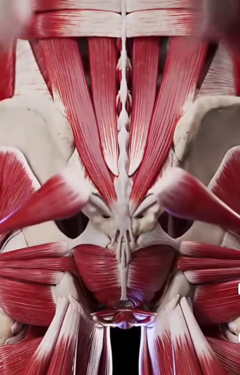 deep butt muscles Blank Meme Template
