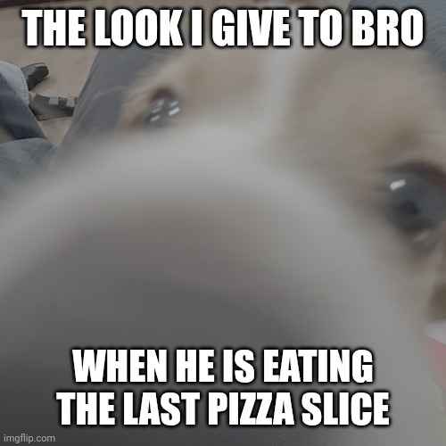 silly dawgy | THE LOOK I GIVE TO BRO; WHEN HE IS EATING THE LAST PIZZA SLICE | image tagged in silly dawgy | made w/ Imgflip meme maker